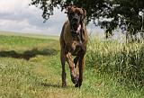 DOGUE ALLEMAND 381